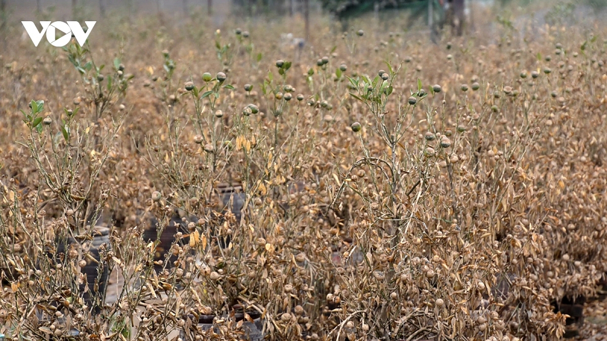 Peach and kumquat farms in Hanoi devastated by flooding ahead of Tet holiday